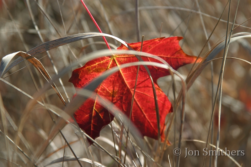091603_3775.JPG - Fall color red maple leaf in grass