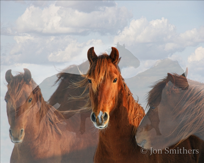 Horses-0076_7620-cT.jpg - Rayo Del Sol (Ray of Sun)