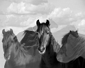 Horses-0076_7620-cbw