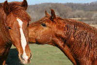 Horses Gallery