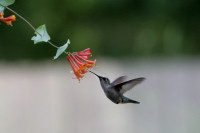 Hummingbirds Gallery