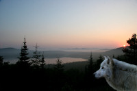 Wolves Gallery
