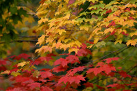 Fall Colors Gallery