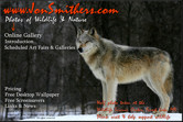 Wolf Watching
