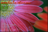 Gerbera Daisy
