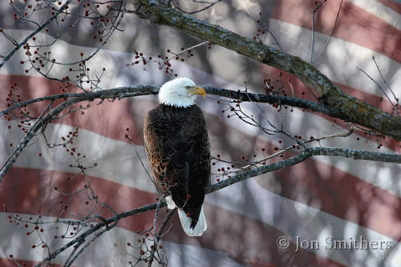 030105_2989-Flag.jpg