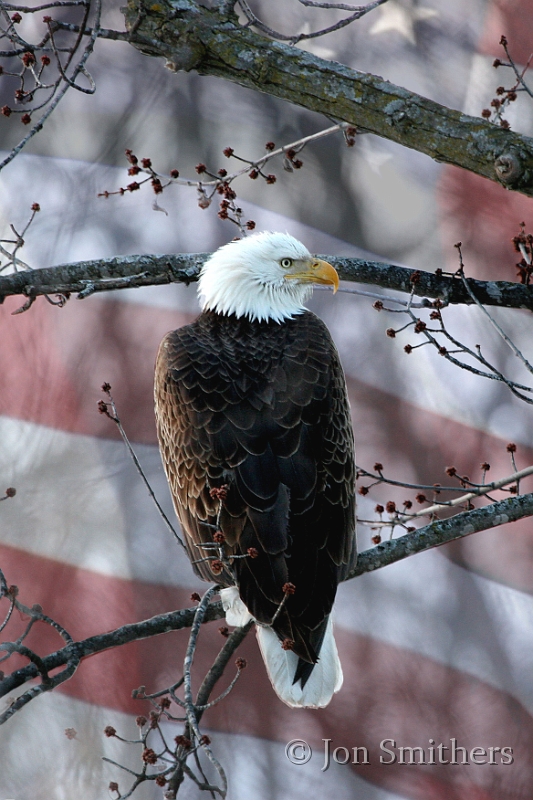 030105_2989-P-Flag.jpg
