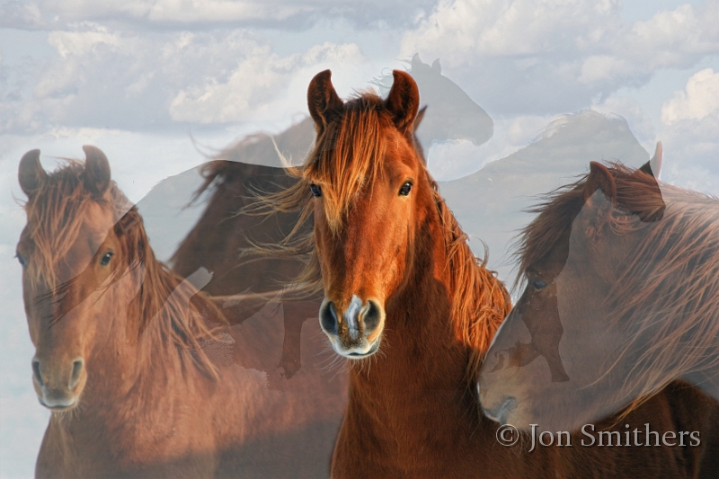 Horses-0076_7620-cc.jpg