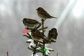 020204_7103-Xmas