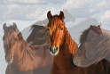 Horses-0076_7620-cc