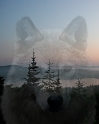 071005_2580-WSCp-Wolf